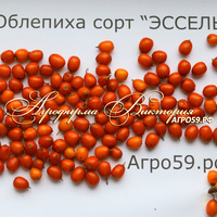 Облепиха "ЭССЕЛЬ" (КРУПНОМЕР! КРУПНОЕ, МОЩНОЕ ДЕРЕВО, ЦВЕТЁТ В ГОД ПОСАДКИ, ЧАСТО И ПЛОДОНОСИТ В ГОД ПОСАДКИ!) Облепиха "ЭССЕЛЬ" (КРУПНОМЕР! КРУПНОЕ, МОЩНОЕ ДЕРЕВО, ЦВЕТЁТ В ГОД ПОСАДКИ, ЧАСТО И ПЛОДОНОСИТ В ГОД ПОСАДКИ!)